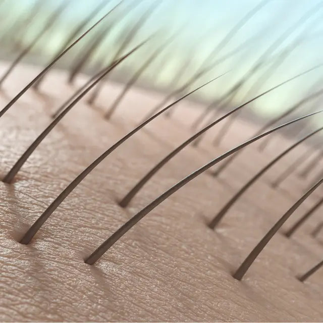 Réactivation des follicules