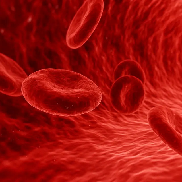 Restaurer la micro-circulation